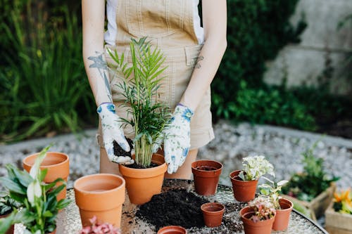 Free Person in Brown Jumper Planting a Green Plant Stock Photo