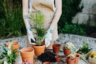 Person in Brown Jumper Planting a Green Plant