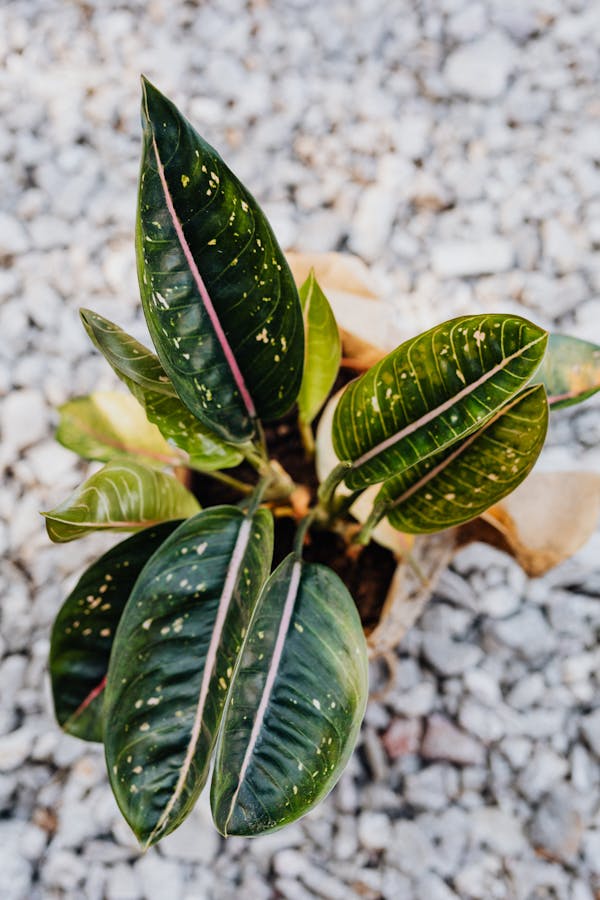Indoor Plants Care Guide