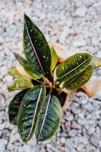 Container plant showing afternoon wilting with drooping leaves in afternoon sunlight