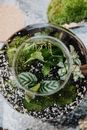 Green Plant on Black Round Pot