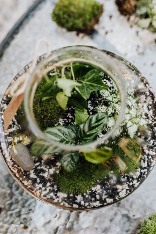 Free Top view of a DIY terrarium with lush greenery and decorative stones. Stock Photo