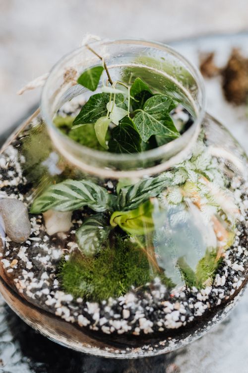 Free Explore a vibrant terrarium featuring lush green plants, moss, and decorative elements. Stock Photo