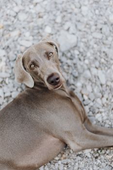 一只魏玛犬躺在鹅卵石地上，回头看向镜头