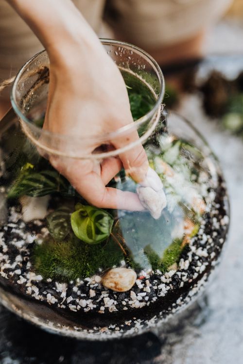 Free Hand arranging stones in a glass terrarium with plants and moss. Stock Photo