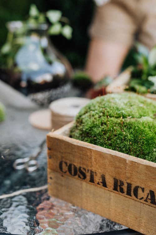 Free Close-up of green moss in a wooden box labeled Costa Rica, hinting at natural beauty and gardening themes. Stock Photo