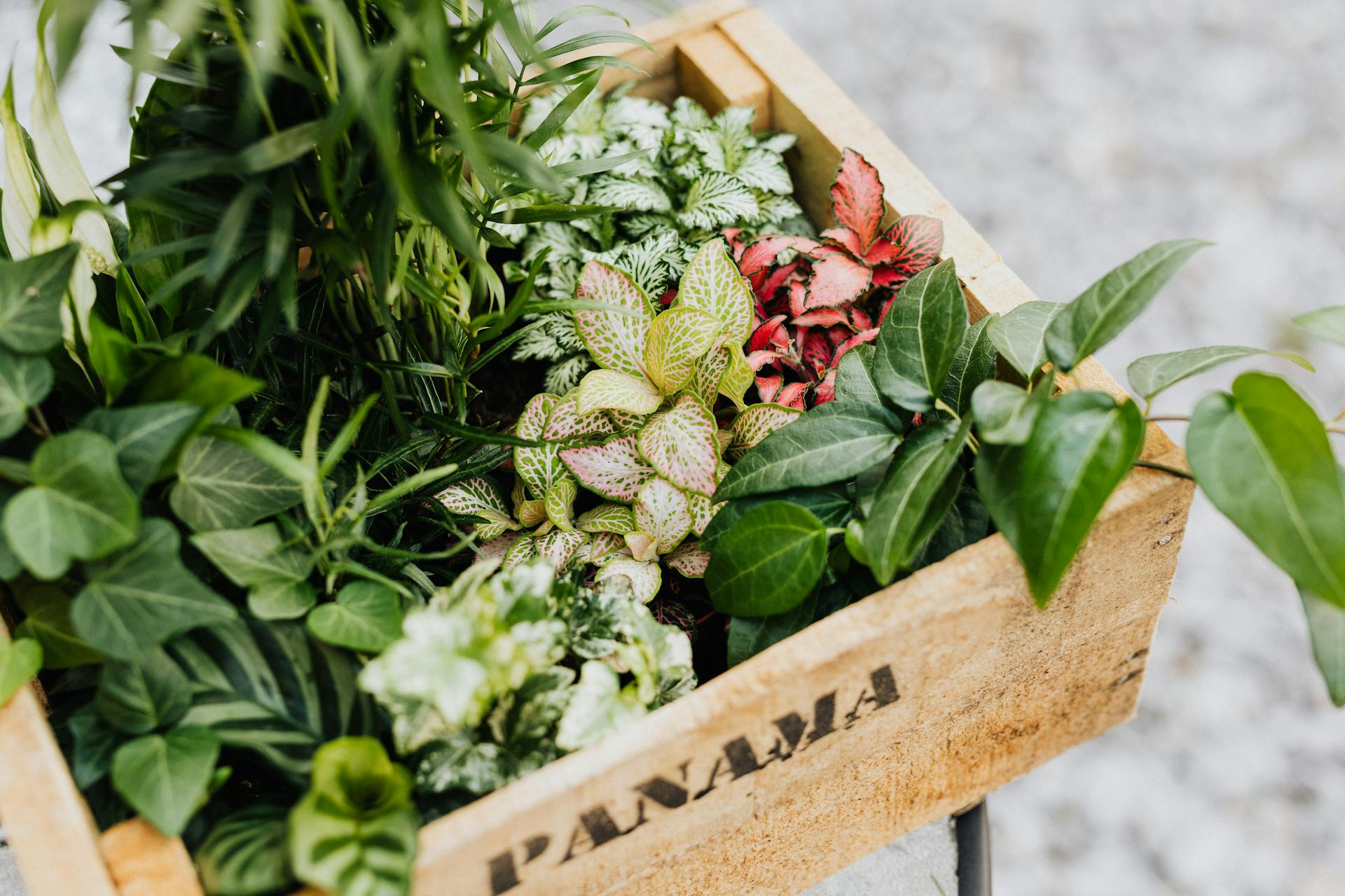 Crate of Potted Plants