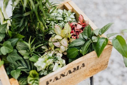 Free A variety of green and variegated plants arranged in a wooden box outdoors. Stock Photo