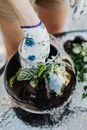 White and Purple Flower in Clear Glass Vase