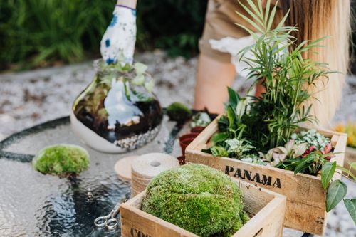 Free Discover creative terrarium gardening with moss and plants in rustic wooden boxes. Perfect for indoor décor. Stock Photo