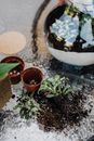Green Plants on Top of a Table