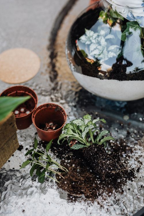 Free Close-up of replanting indoor plants with soil and pots on a glass table. DIY gardening concept. Stock Photo