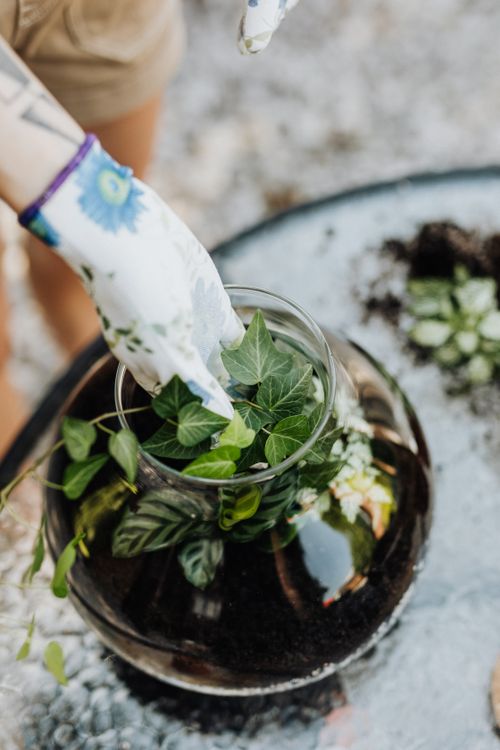Free Hand in floral glove assembling a lush terrarium with green plants on a glass table. Stock Photo
