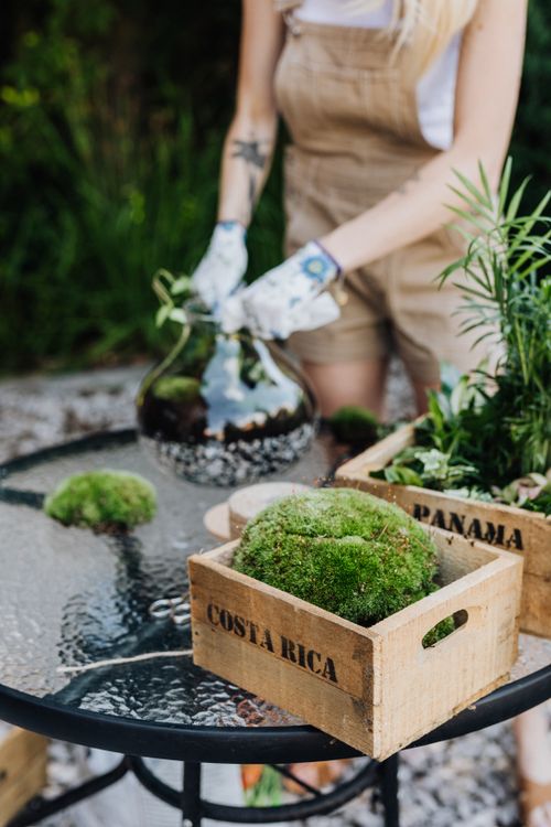 Free Gardener arranging moss in wooden boxes marked Costa Rica and Panama on a glass table outdoors. Stock Photo