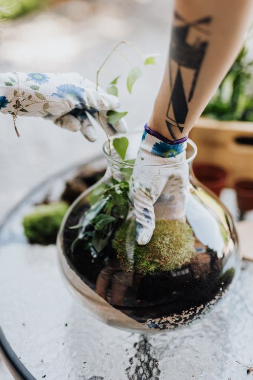 Free Close-up of hands assembling a DIY terrarium with plants and moss in a glass vase. Stock Photo