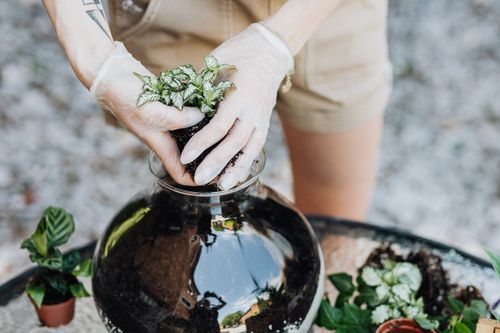 Free Hands placing Fittonia in a glass terrarium, showcasing planting technique. Stock Photo