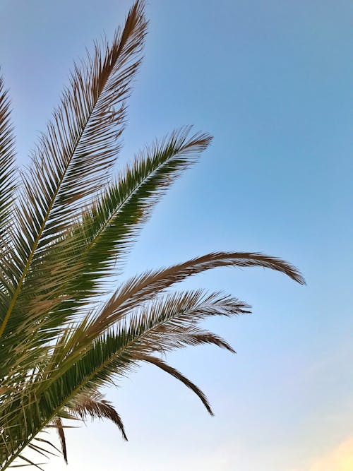垂直拍摄, 天性, 棕櫚樹葉 的 免费素材图片
