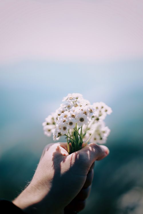 Free A hand gently holds a bunch of white flowers against a soft, blurry background. Stock Photo