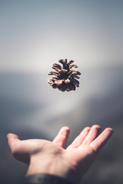 Pine Cone Floating Above Person's Hand