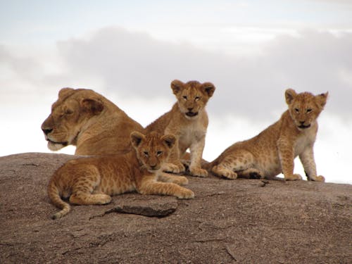 Foto profissional grátis de animais selvagens, arriscado, carnívoro