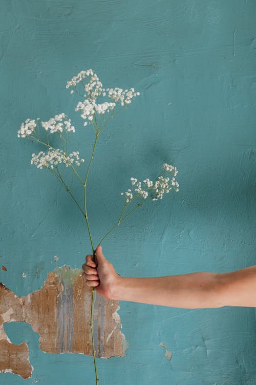 Person Holding White Flower Near Blue Wall