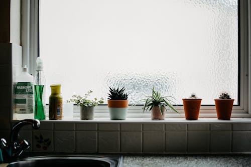 Potted Plants in Front of Glass Window