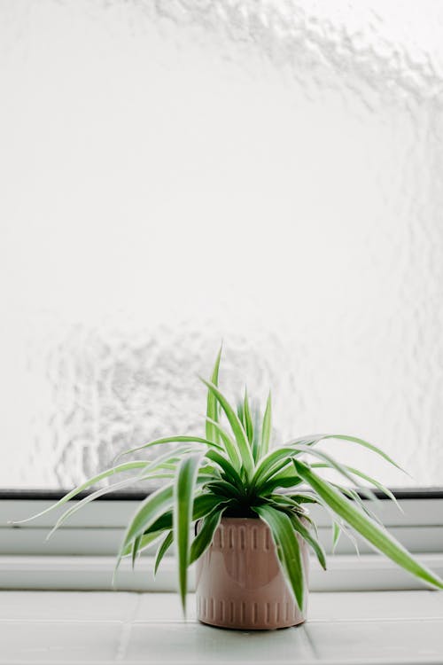 Potted Plant by Window with Textured Glass