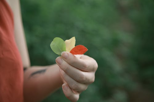 Close-Up Shot of a Person Holding Leaves