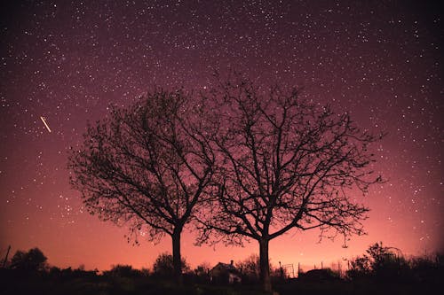 Gratis lagerfoto af aften, astrofotografering, bare træer