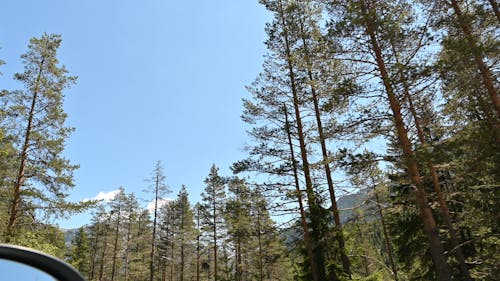Free stock photo of alberi, cielo, dolomiti