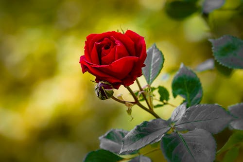 Close-Up Shot of a Red Rose in Bloom