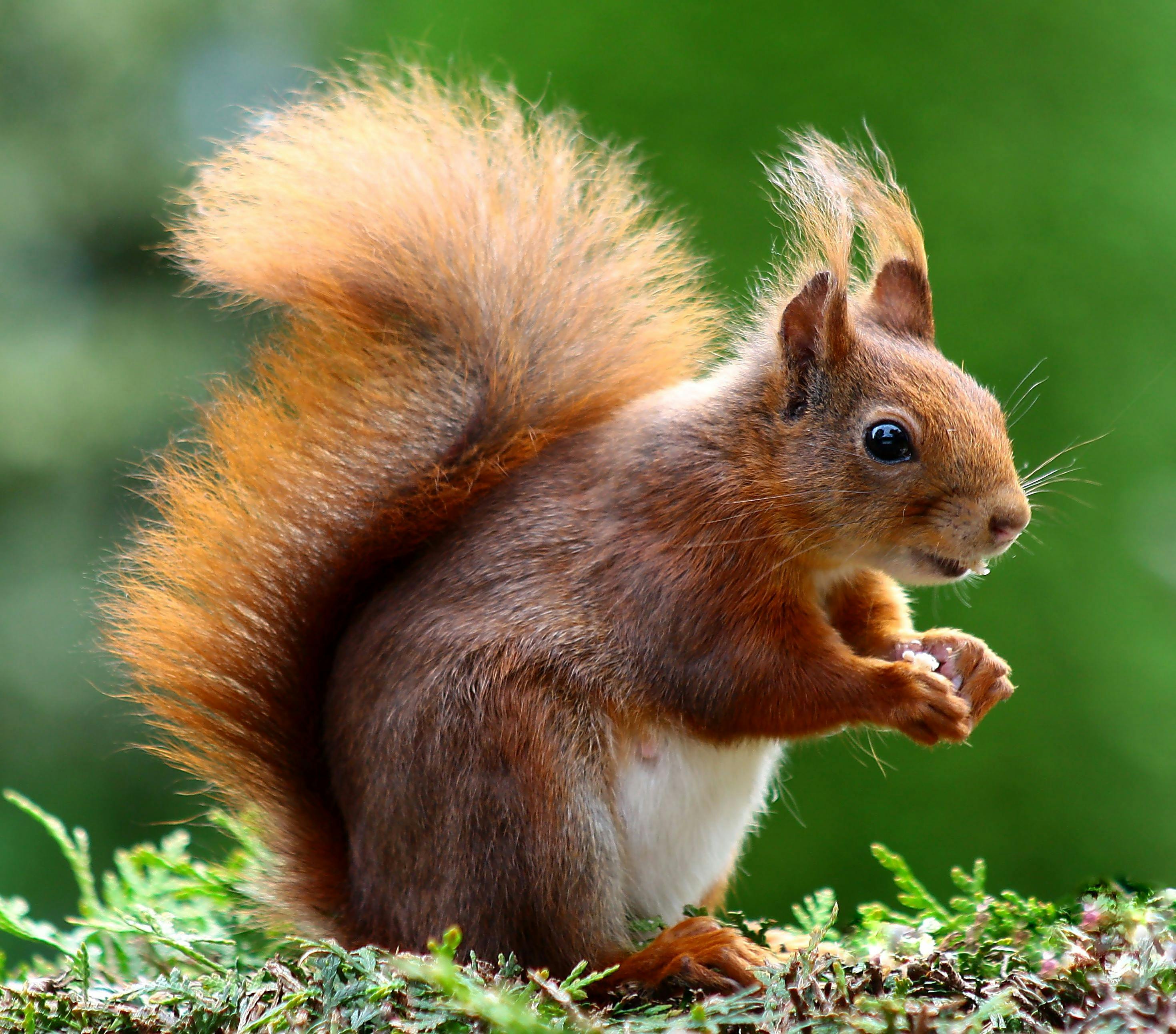 1300 Squirrel HD Wallpapers and Backgrounds
