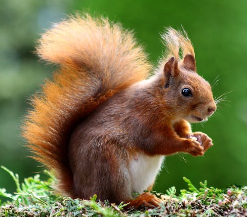 Imagine de stoc gratuită din adorabil, animal, blană