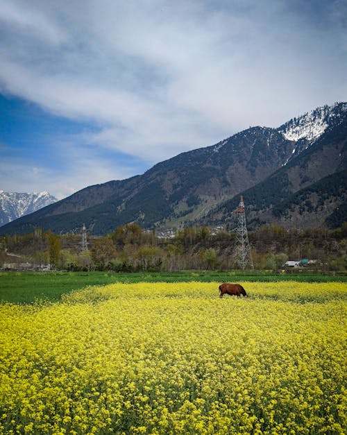 คลังภาพถ่ายฟรี ของ dal kake, j & k, ทะเลสาบ dal