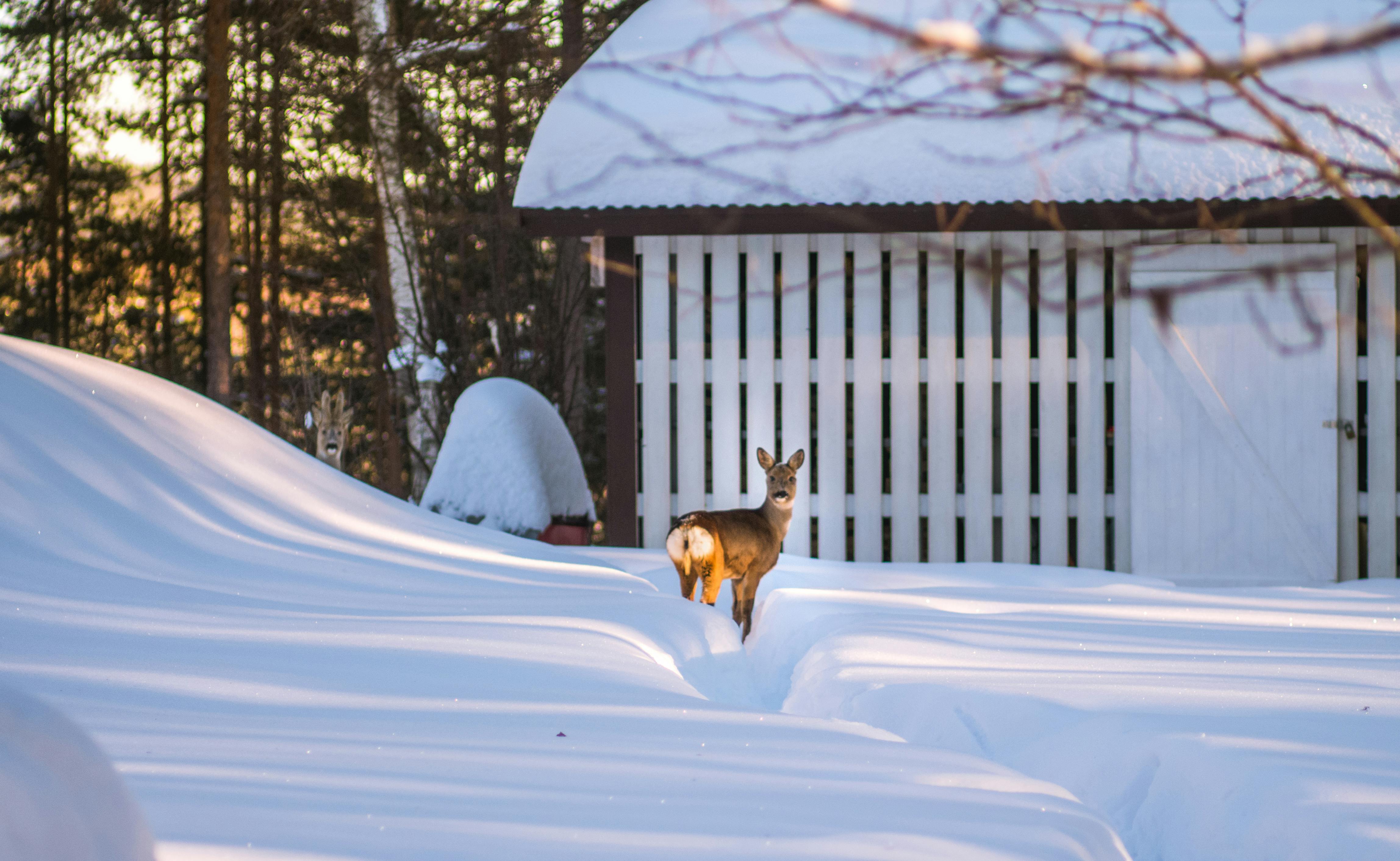 Free stock photo of animal, cold, deer
