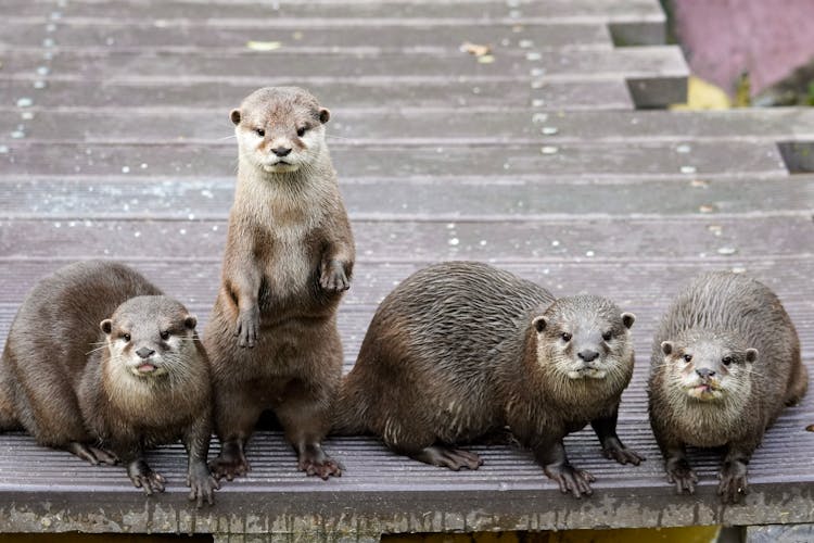 Close-Up Shot Of Otters