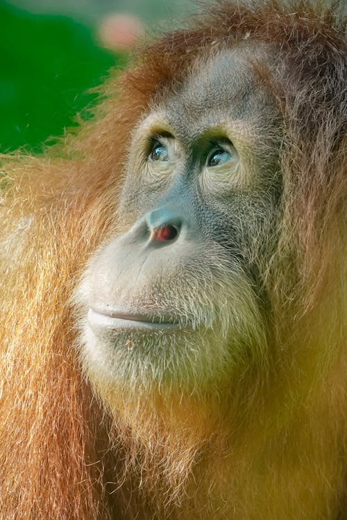 Close-Up Shot of an Orangutan