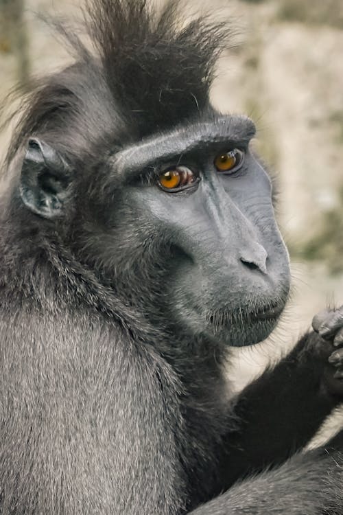 Close-Up Shot of a Black Crested Macaque