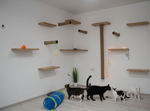 Free A group of cats exploring a minimalist indoor cat room with shelves and play toys. Stock Photo