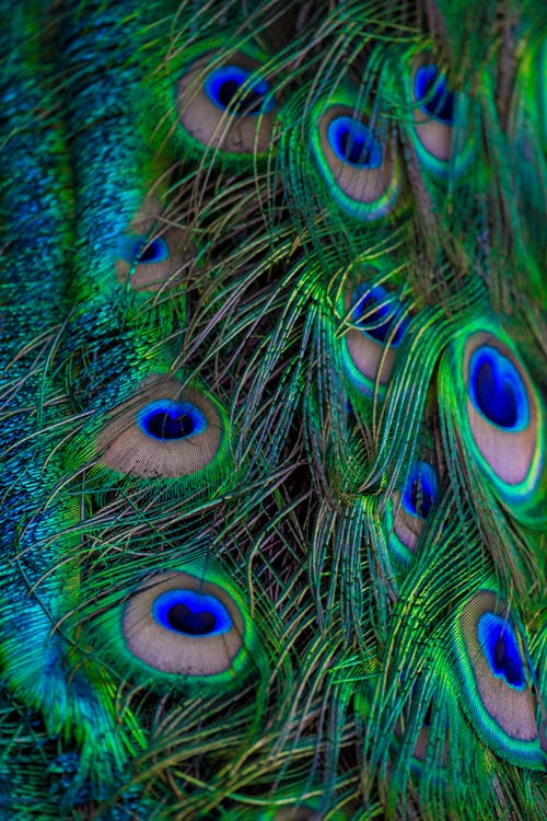 Free Close-Up Shot of Peacock Feathers Stock Photo