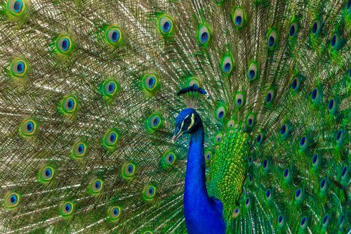 Free Vibrant peacock with stunning feather display in Austin, Texas. Stock Photo