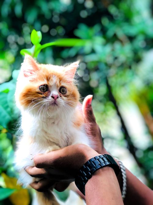 Free Charming Persian cat held outdoors, showcasing its fluffy fur and expressive eyes. Stock Photo