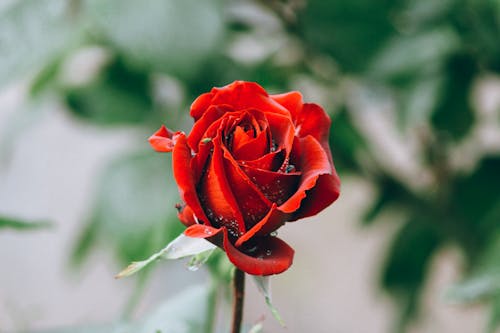 Close-Up Shot of Red Rose in Bloom