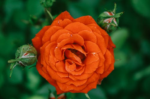 Close-Up Shot of an Orange Rose in Bloom