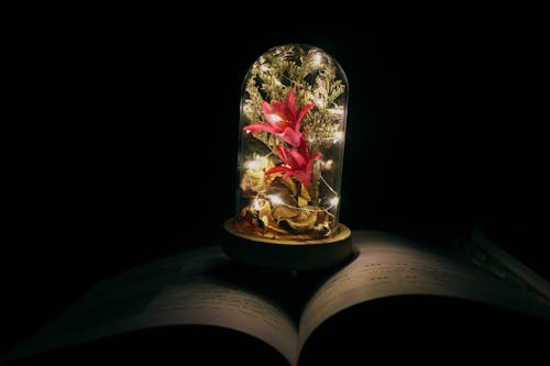 Kostnadsfri bild av bok, glas, julbelysning