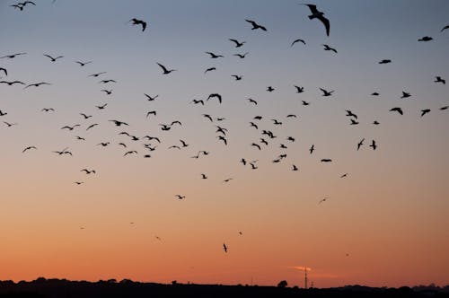 康沃爾, 日落, 海鷗 的 免费素材图片