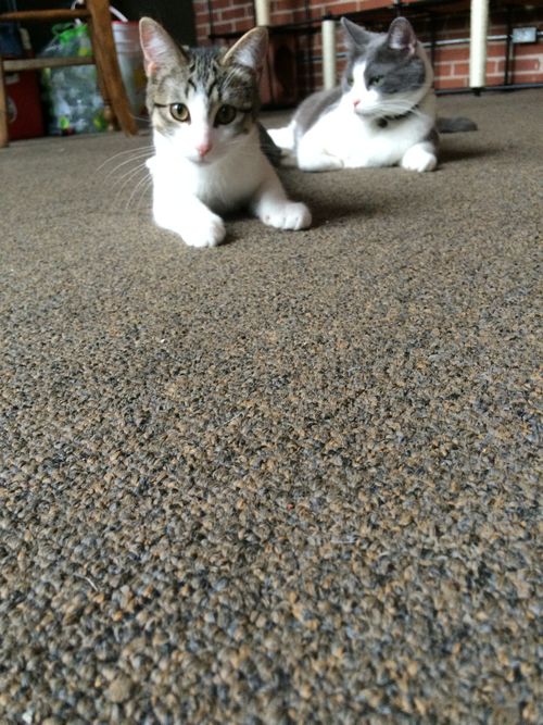 Free stock photo of animals, cats, kitten Stock Photo