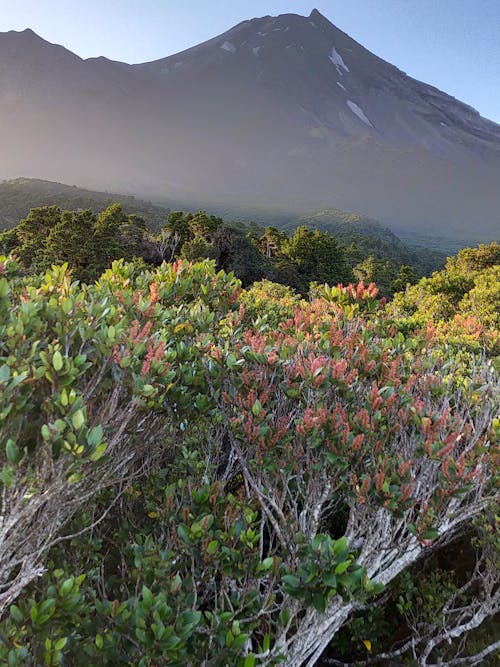 Free stock photo of dawson falls, summit, taranaki