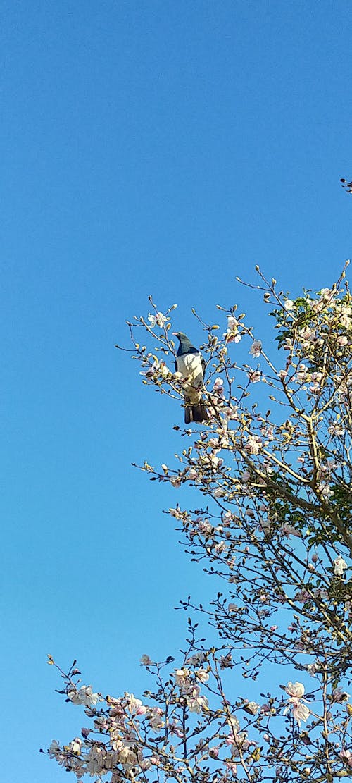 Free stock photo of magnolia, wood pigeon