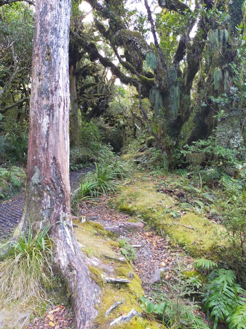 Free stock photo of dawson falls, goblin forest, nz bush